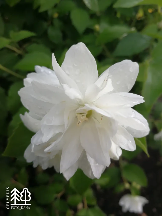 Philadelphus   'Schneesturm'